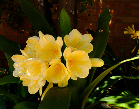 Clivia miniata plant flowering in a garden. This perrenial plant is indigenous to South Africa.