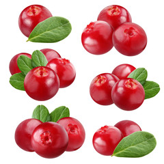 cowberry isolated on white background.