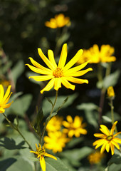 Jerusalem artichoke, bright yellow flowers in daylight.