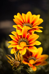 Flowers in the spring
