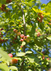 small Apple tree in the daytime, summer day.