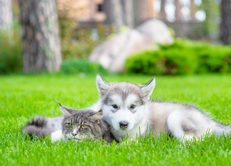 Playful alaskan malamute puppy embracing adult maine coon cat on green summer grass