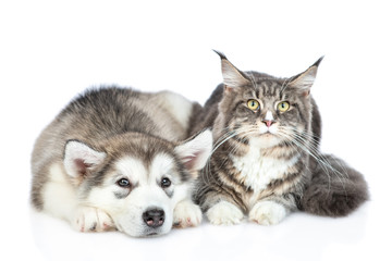 Fototapeta na wymiar Sad Alaskan malamute puppy lies with adult maine coon cat. isolated on white background