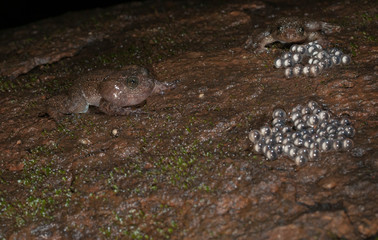 Nyctibatrachus frog  or Night Frog male calling  near the Eggs at Matheran durin Monsoon,Maharashtra,India