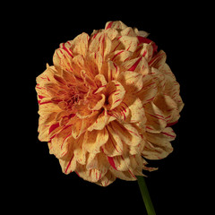 Yellow with red dahlia flower on a black background. Side view