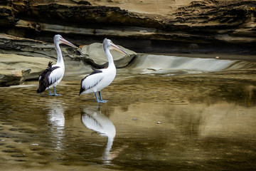 Pair of pelicans reflected in a rock pool on the coast of Australia