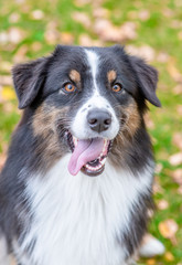 Portrait of at australian shepherd dog lying in autimn park