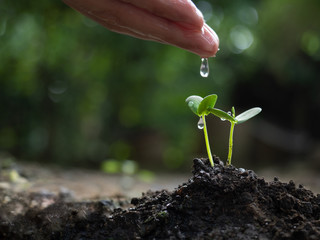 young sprout of plant in gardening in the soil