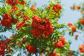 Sorbus sibirica. Rowan, bright berries on the tree. Rowan in the sun
