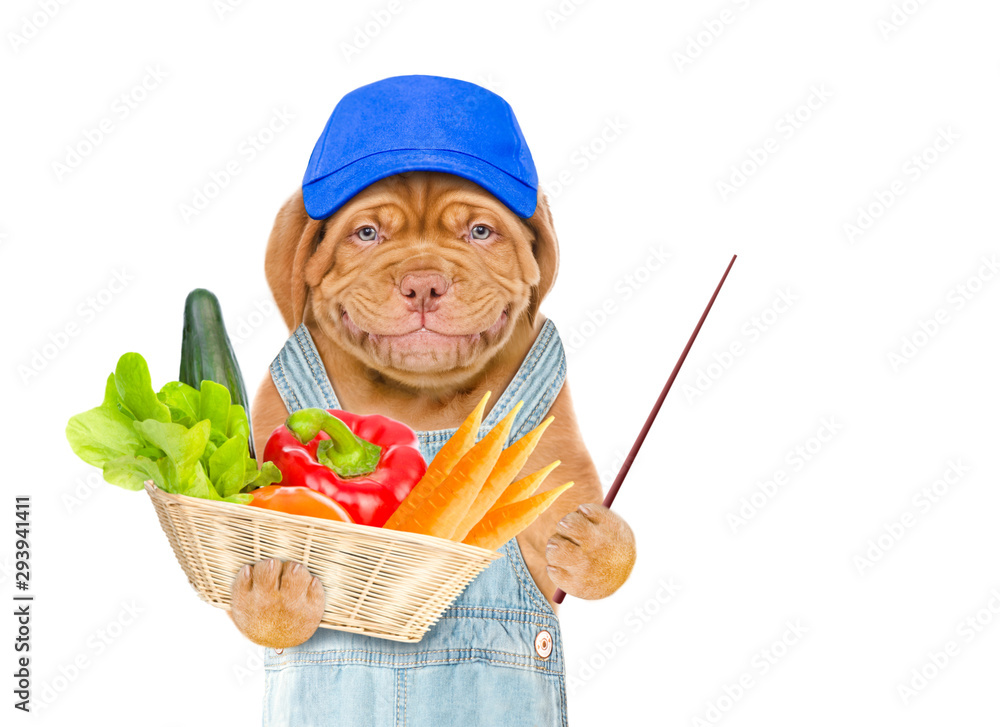 Poster Smiling puppy farmer in blue cap with a basket of vegetables pointing away on empty space. isolated on white background