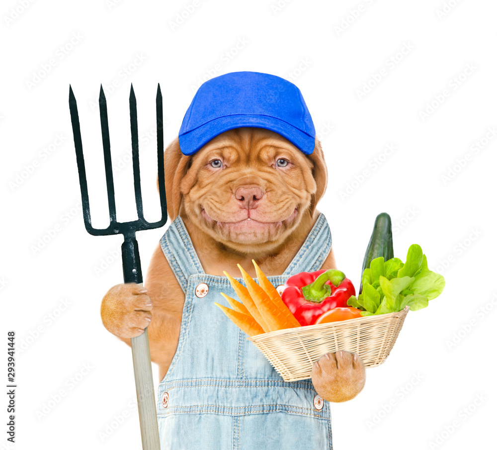 Poster smiling puppy farmer in blue cap with pitchfork and basket of vegetables. isolated on white backgrou