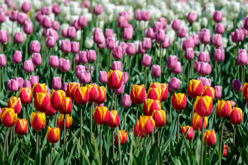 field with rows of tulips of different colors a large number of flowers in the open air