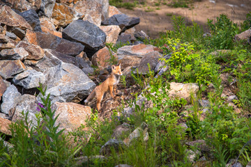 The fox at the den, Лиса у логова