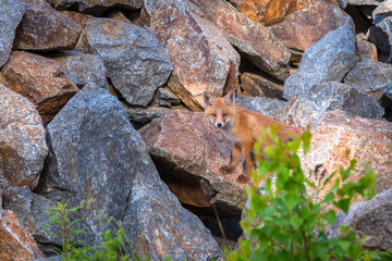 The fox at the den, Лиса у логова