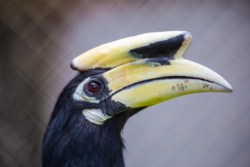 Portrait of Oriental Pied Hornbill (Anthracoceros albirostris), a large canopy-dwelling bird belonging to the Bucerotidae family. Playing with prey. Changeable Lizard.