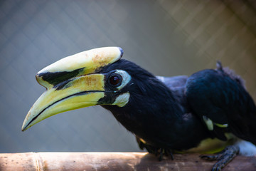 Portrait of Oriental Pied Hornbill (Anthracoceros albirostris), a large canopy-dwelling bird belonging to the Bucerotidae family. Playing with prey. Changeable Lizard.