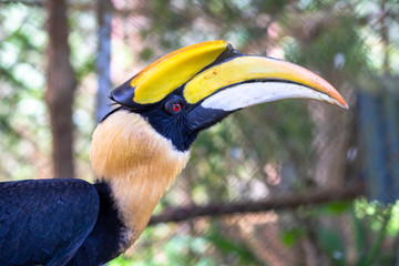The great hornbill also known as the concave-casqued hornbill, detail eye portrait. Beautiful jungle hornbill, wildlife scene from nature. Close-up yellow bill portrait.