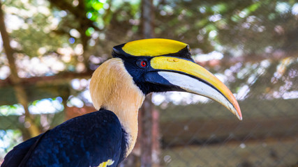 The great hornbill also known as the concave-casqued hornbill, detail eye portrait. Beautiful jungle hornbill, wildlife scene from nature. Close-up yellow bill portrait.