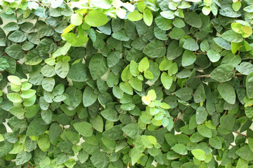 Enredadera