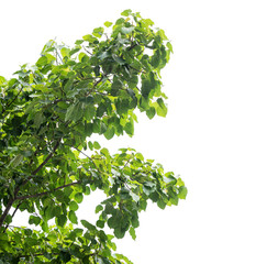 Tree leaf of tropical plant