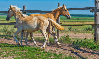 A horse runs on a paddock on a farm in the summer.