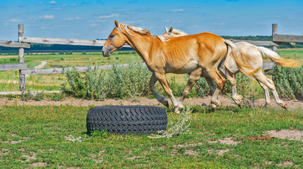 A horse runs on a paddock on a farm in the summer.