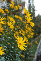 Jerusalem artichoke, bright yellow flowers in daylight.
