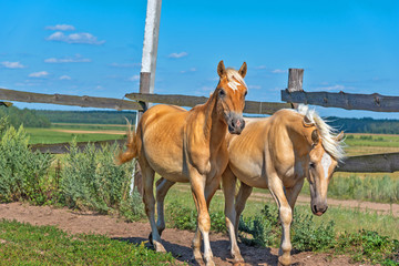 A horse runs on a paddock on a farm in the summer.