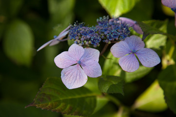 Purple hydrangea