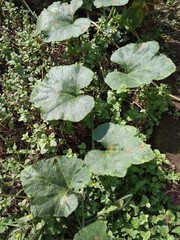 Green broad leaves of pumpkin vegetable vines on lemon tree