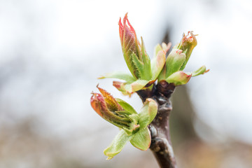 white sakura flower blossom on October in Australia macrophotography