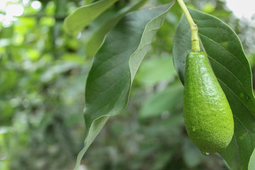 Aguacate