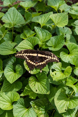Giant Swallowtail (Heraclides cresphontes)