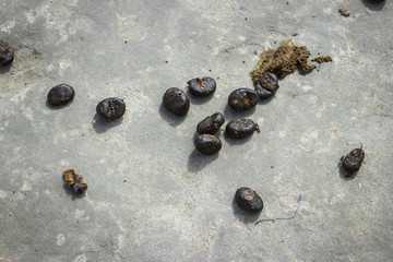 Many excrements of camels on dune sand.