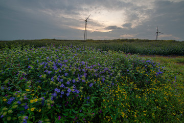 wild flowering and Windmills in Monsoon near Satara,Maharashtra,India