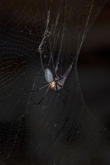 Australian Golden Orb-weaver wrapping up microbat near Kuranda in Tropical North Queensland, Australia