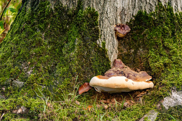 Ganoderma resinaceum harslakzwam