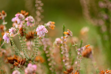 Erica tetralix  gewone dopheide