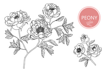 Sketch Floral Botany Collection. Peony flower drawings. Black and white with line art on white backgrounds. Hand Drawn Botanical Illustrations.Vector.