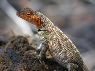 Tortuga Bay beach in Galapagos islands, ecuador