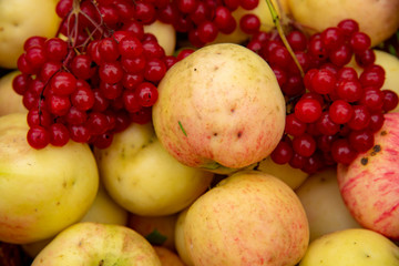 Background of apples and bright red viburnum.