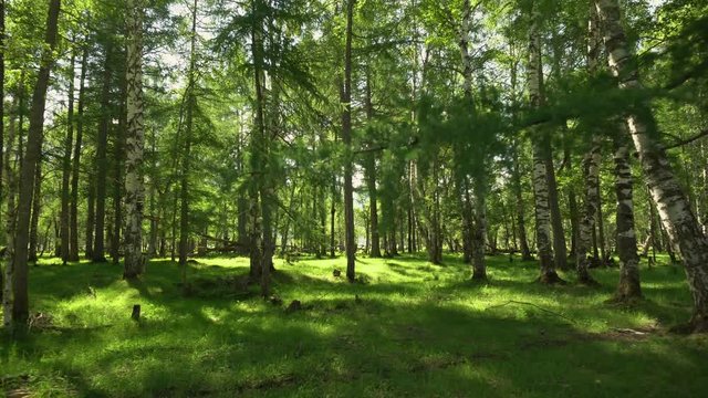 A relaxing shot of a stream running along the forest landscape with sun rays beaming through the trees