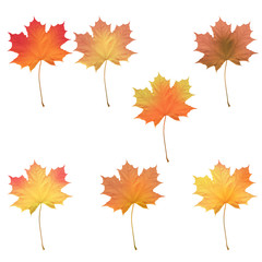 Fototapeta premium Realistic maple leaves isolated on white background