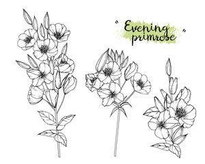 Sketch Floral Botany Collection. Evening primrose flower drawings. Black and white with line art on white backgrounds. Hand Drawn Botanical Illustrations.Vector. - obrazy, fototapety, plakaty