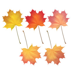 Realistic maple leaves isolated on white background