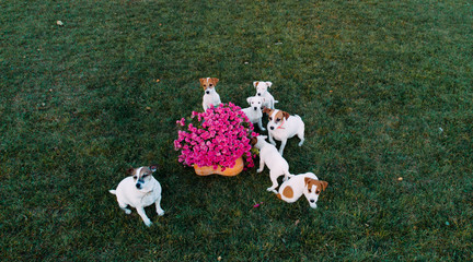 Jack Russell terrier dog with it puppies walks on the lawn.