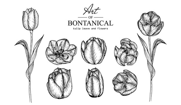 Sketch Floral Botany Collection. Tulip flower drawings. Black and white with line art on white backgrounds. Hand Drawn Botanical Illustrations.Vector.