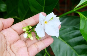 Hand Holding Fresh White Cape Jasmine Flowers