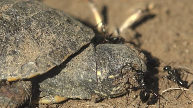 Black ants attack a small turtle that died after exiting an egg, macro view Emydidae Terrapene carolina, Eastern box