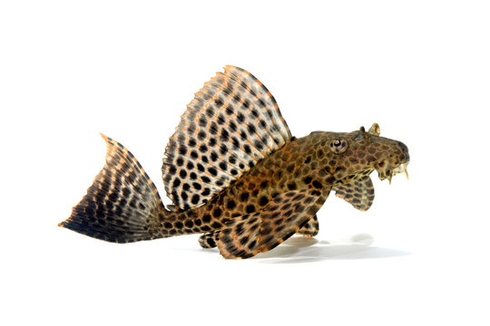 401 件の最適な プレコ 画像 ストック写真 ベクター Adobe Stock